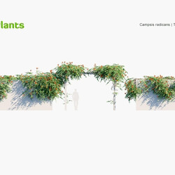 Globe Plants Vol 23 Campsis Radicans 